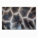 Giraffe Skin Postcard 4 x 6  (Pkg of 10)