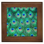 Peacock Feather 1 Framed Tile