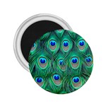 Peacock Feather 1 2.25  Magnet