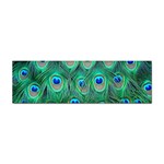 Peacock Feather 1 Sticker Bumper (10 pack)