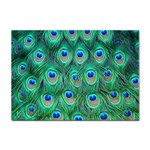 Peacock Feather 1 Sticker A4 (100 pack)