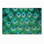 Peacock Feather 1 Postcard 4 x 6  (Pkg of 10)