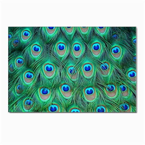 Peacock Feather 1 Postcards 5  x 7  (Pkg of 10) from ArtsNow.com Front