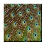 Peacock Feathers 2 Tile Coaster