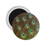 Peacock Feathers 2 2.25  Magnet