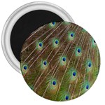 Peacock Feathers 2 3  Magnet