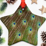 Peacock Feathers 2 Ornament (Star)