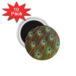 Peacock Feathers 2 1.75  Magnet (10 pack) 