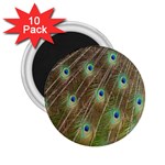 Peacock Feathers 2 2.25  Magnet (10 pack)