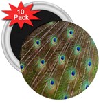 Peacock Feathers 2 3  Magnet (10 pack)