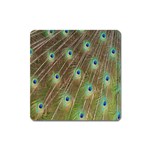 Peacock Feathers 2 Magnet (Square)