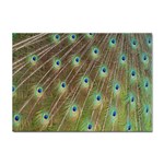 Peacock Feathers 2 Sticker A4 (10 pack)