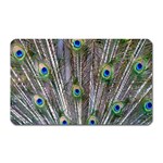 Peacock Feathers 3 Magnet (Rectangular)