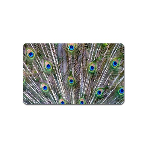 Peacock Feathers 3 Magnet (Name Card) from ArtsNow.com Front