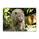 Tiger 2 Sticker A4 (100 pack)