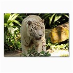 Tiger 2 Postcard 4 x 6  (Pkg of 10)