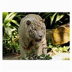 Tiger 2 Glasses Cloth (Large, Two Sides)