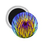 Water Lily 2.25  Magnet