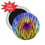 Water Lily 2.25  Magnet (100 pack) 