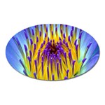 Water Lily Magnet (Oval)