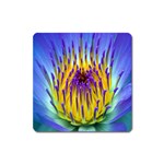 Water Lily Magnet (Square)