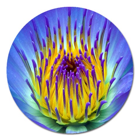 Water Lily Magnet 5  (Round) from ArtsNow.com Front