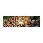 Male Leopard Sticker Bumper (100 pack)