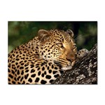 Male Leopard Sticker A4 (10 pack)