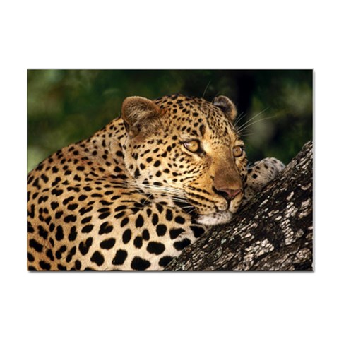Male Leopard Sticker A4 (100 pack) from ArtsNow.com Front