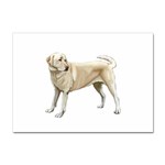 BW Yellow Labrador Retriever Dog Gifts Sticker A4 (100 pack)