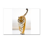 Tiger Sticker A4 (100 pack)