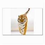 Tiger Postcards 5  x 7  (Pkg of 10)