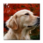 dog-photo cute Tile Coaster