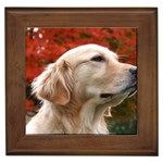 dog-photo cute Framed Tile