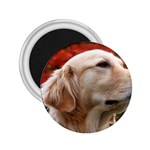 dog-photo cute 2.25  Magnet