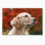 dog-photo cute Postcards 5  x 7  (Pkg of 10)