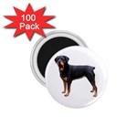 Rottweiler Dog Gifts BW 1.75  Magnet (100 pack) 