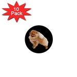 Pomeranian Dog Gifts BB 1  Mini Button (10 pack) 