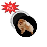 Pomeranian Dog Gifts BB 1.75  Magnet (10 pack) 