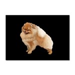 Pomeranian Dog Gifts BB Sticker A4 (100 pack)