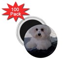 Bichon Puppy 1.75  Magnet (100 pack) 