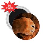 Animal Wallpapers 0028 2.25  Magnet (10 pack)