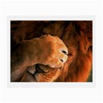 Animal Wallpapers 0028 Glasses Cloth (Small)