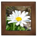 Daisy Framed Tile