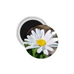 Daisy 1.75  Magnet