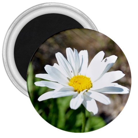 Daisy 3  Magnet from ArtsNow.com Front