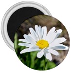 Daisy 3  Magnet