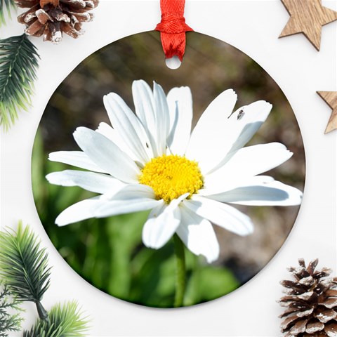 Daisy Ornament (Round) from ArtsNow.com Front
