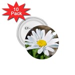 Daisy 1.75  Button (10 pack) 