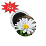 Daisy 1.75  Magnet (10 pack) 